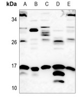 WB - Anti-SUMO1 Antibody AP59725